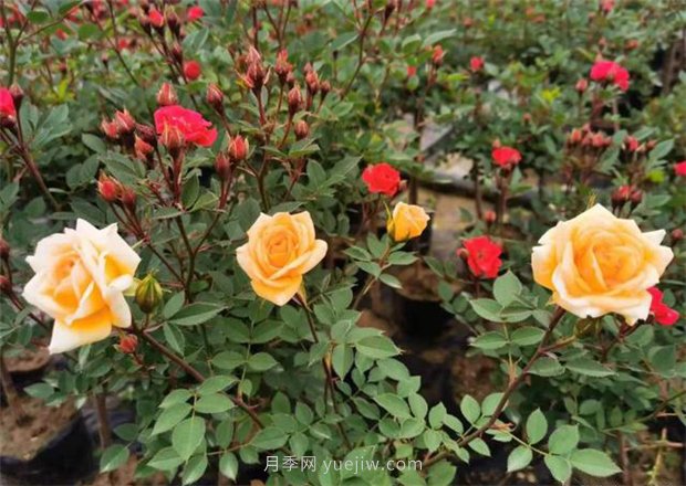 再等等盛花期，南陽(yáng)現(xiàn)在賞月季為時(shí)還早(圖1)