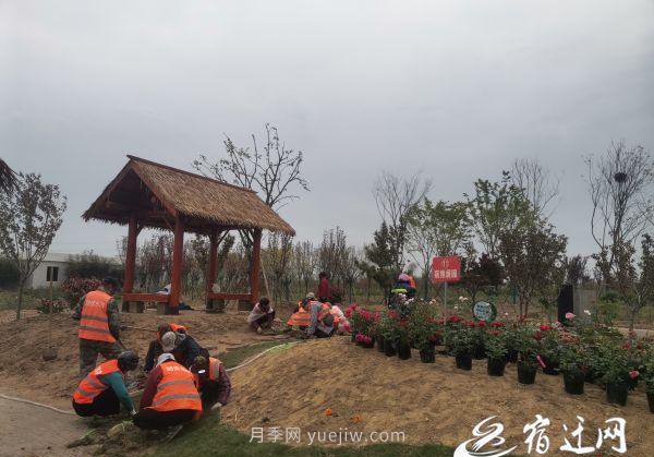 醉美泗陽，月季花海，第十一屆中國月季展覽會4月28日開幕(圖1)