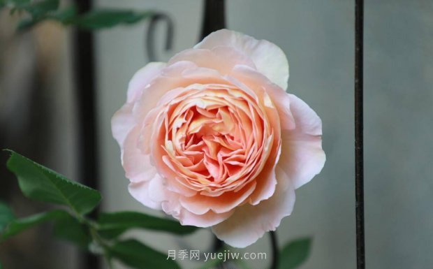 推薦4個適合新花友種植的藤本月季品種，長勢強勁開花量大(圖2)