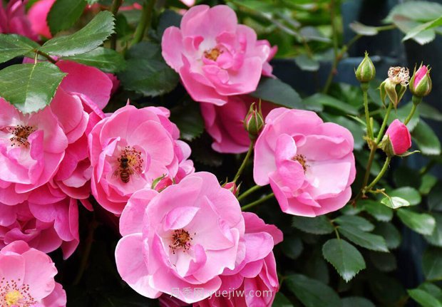 推薦4個適合新花友種植的藤本月季品種，長勢強勁開花量大(圖1)