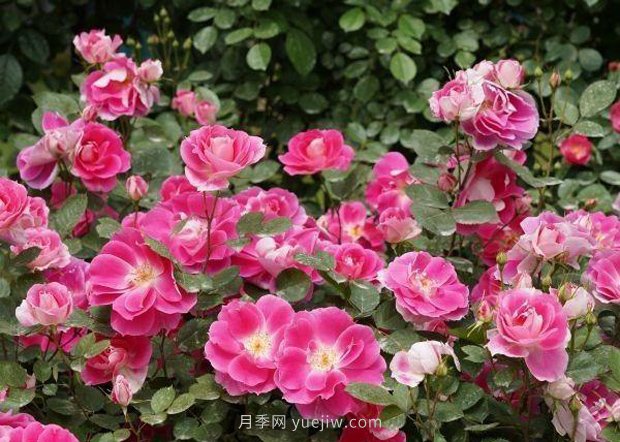 武漢滿街月季開放，近百座公園進入盛花期(圖2)