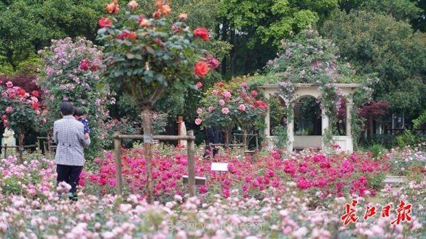 武漢滿街月季開放，近百座公園進入盛花期(圖4)
