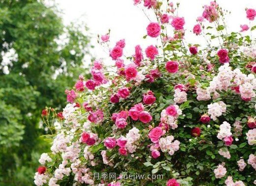 武漢滿街月季開放，近百座公園進入盛花期(圖5)