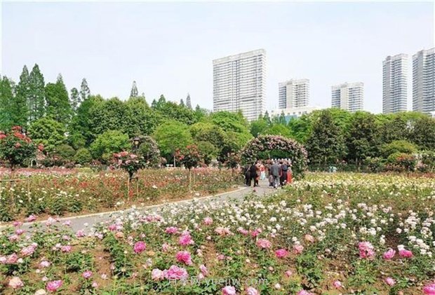 武漢市第十三屆月季展，青山和平公園等你來(lái)打卡(圖1)