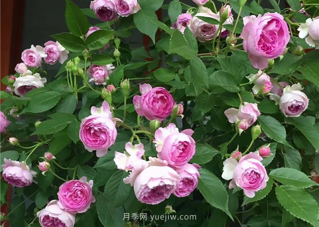 瑪姬嬸嬸月季，別被名字嚇跑，勤花超級花多(圖1)