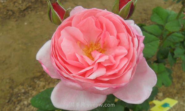 安吉拉夫人月季的優(yōu)缺點是什么？(圖1)