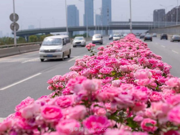 南陽月季美化武漢花城，百條道路月季開到爆街(圖1)