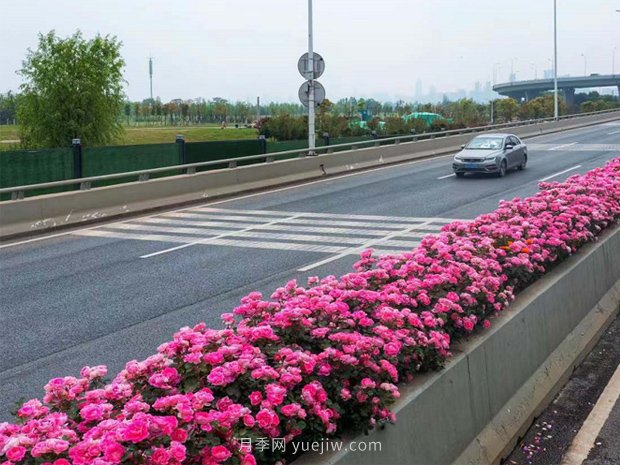 南陽月季美化武漢花城，百條道路月季開到爆街(圖3)