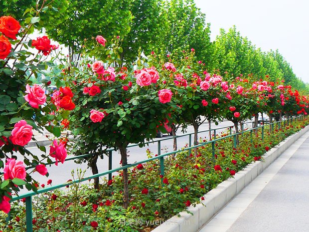 樹(shù)狀月季花在成長(zhǎng)過(guò)程中應(yīng)該如何修剪？(圖1)