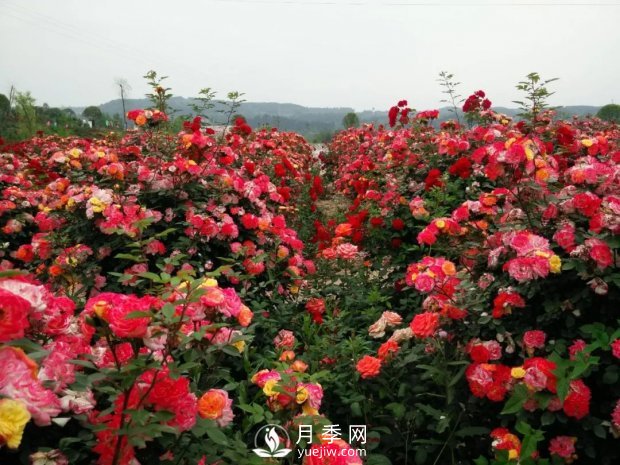 2021四川綿陽(yáng)百萬(wàn)醉美月季花海藝術(shù)節(jié)，4月15日盛大開(kāi)幕有福利(圖5)