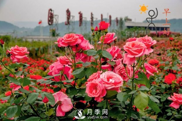 2021四川綿陽(yáng)百萬(wàn)醉美月季花海藝術(shù)節(jié)，4月15日盛大開(kāi)幕有福利(圖2)