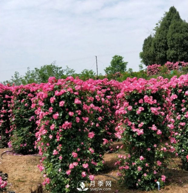 2021四川綿陽(yáng)百萬(wàn)醉美月季花海藝術(shù)節(jié)，4月15日盛大開(kāi)幕有福利(圖6)