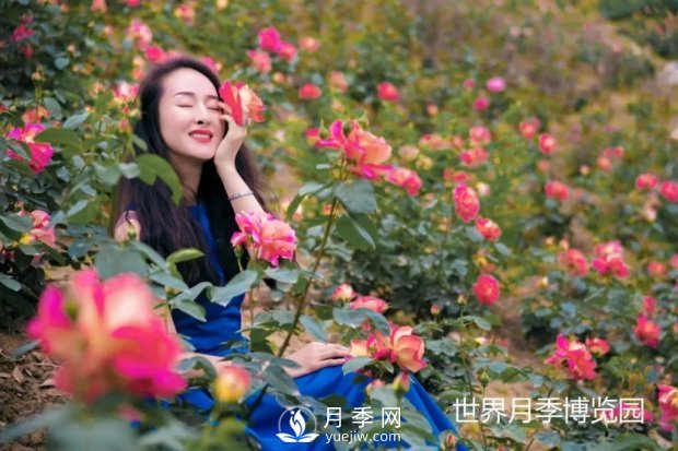 2021四川綿陽(yáng)百萬(wàn)醉美月季花海藝術(shù)節(jié)，4月15日盛大開(kāi)幕有福利(圖3)
