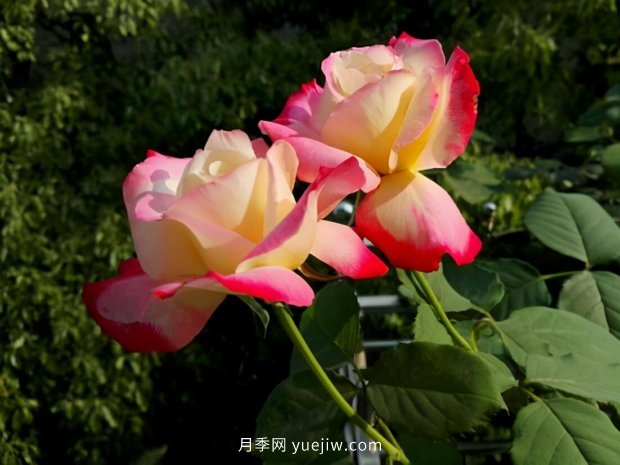 別的花不愛只養(yǎng)月季花，精挑細選了5個品種個個經(jīng)典(圖4)