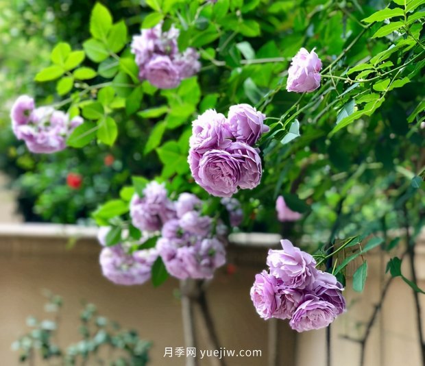 別的花不愛只養(yǎng)月季花，精挑細選了5個品種個個經(jīng)典(圖1)