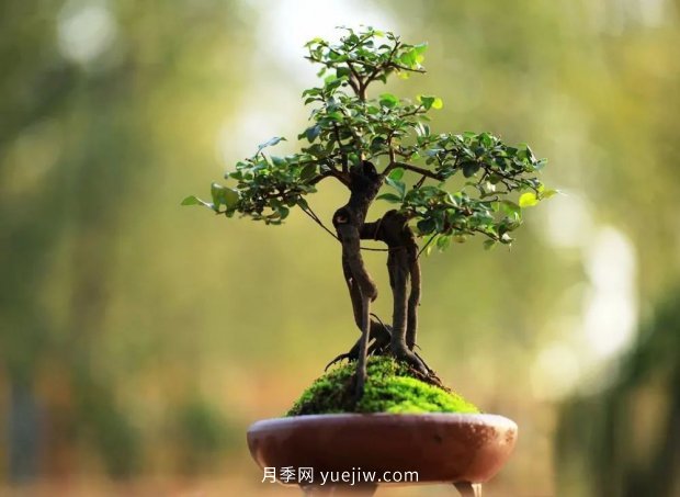 ***全花木盆景分類，輕松掌握各種花木適合如何造型(圖4)