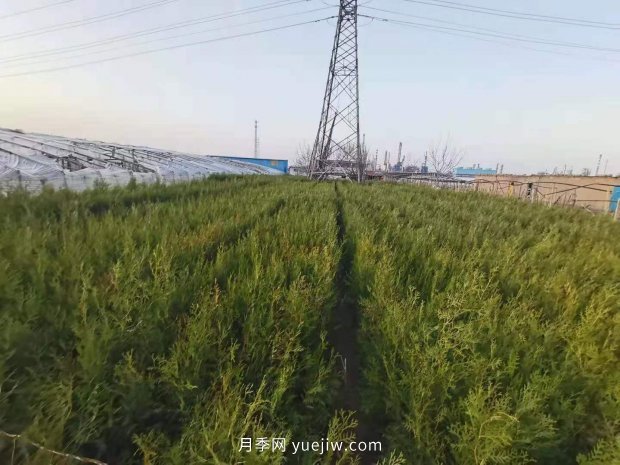 2021年全國苗木嚴重過剩的品種有哪些？(圖1)