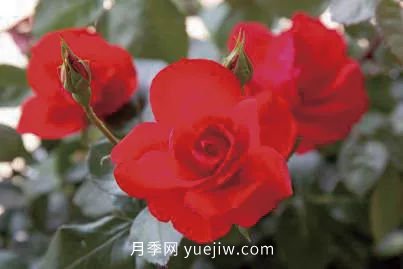 三代人三十年，北京自育月季24個品種(圖6)