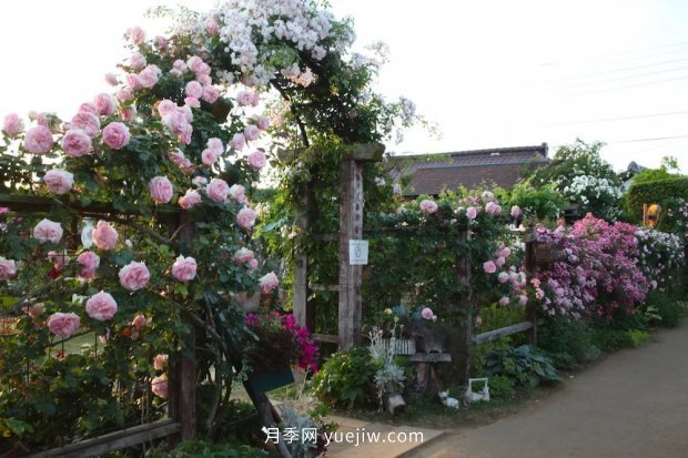 藤本月季憑一己之力撐起了整個(gè)花園的顏值，簡(jiǎn)直太美了(圖5)