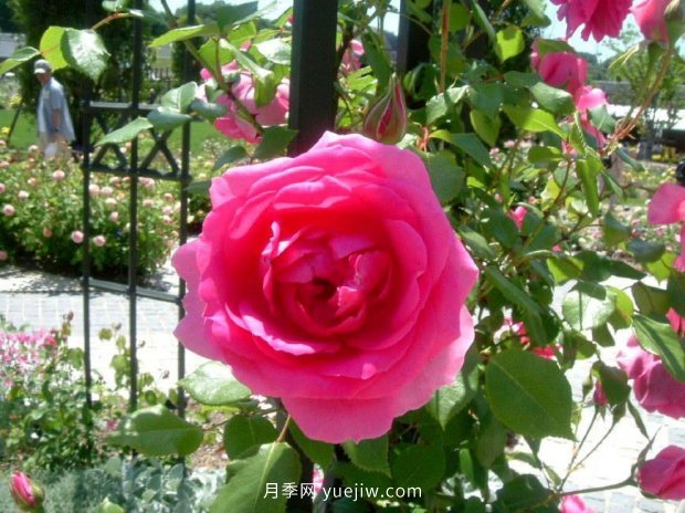 推薦種過的6個(gè)藤本月季，各有優(yōu)缺點(diǎn)(圖3)