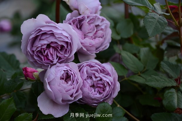 推薦種過的6個(gè)藤本月季，各有優(yōu)缺點(diǎn)(圖5)