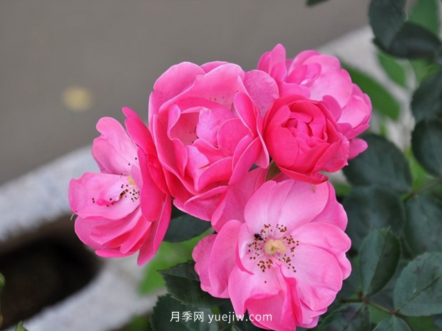 推薦種過的6個(gè)藤本月季，各有優(yōu)缺點(diǎn)(圖1)