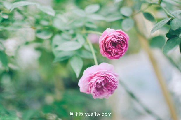 推薦17個(gè)中國古老月季品種，比肩歐月好看的國月(圖8)