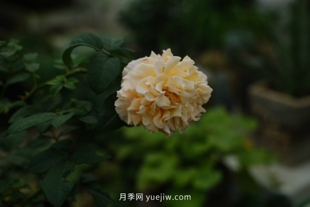 推薦17個(gè)中國古老月季品種，比肩歐月好看的國月(圖9)