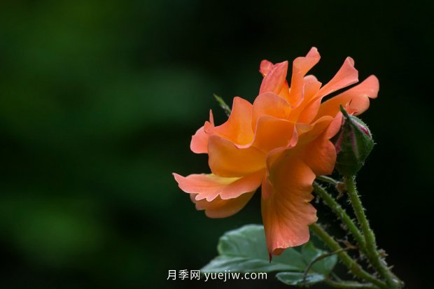 推薦17個(gè)中國古老月季品種，比肩歐月好看的國月(圖14)
