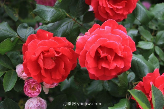推薦17個(gè)中國古老月季品種，比肩歐月好看的國月(圖12)
