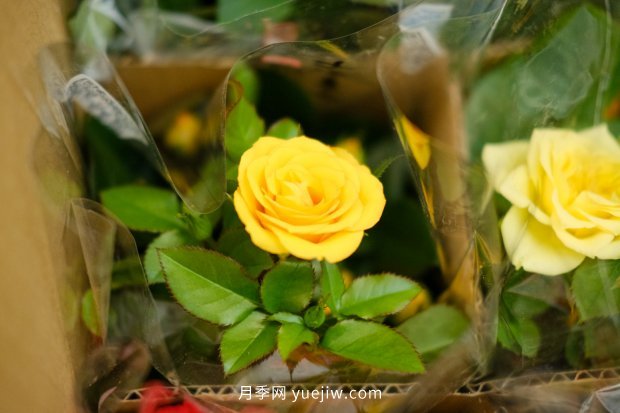 推薦10個花期最長的月季品種，留住月季的時間(圖9)