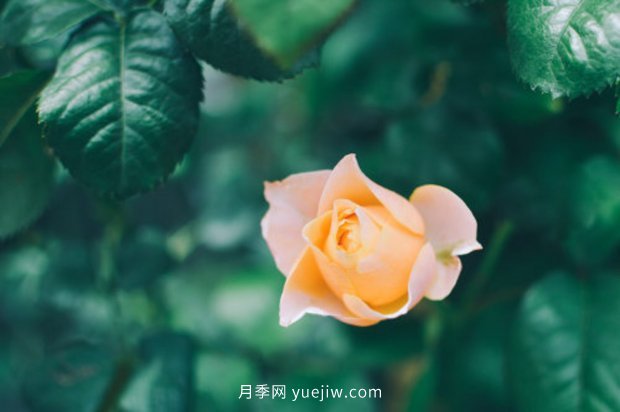 推薦10個花期最長的月季品種，留住月季的時間(圖2)