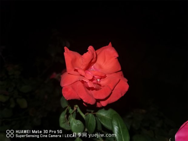 推薦10個花期最長的月季品種，留住月季的時間(圖4)