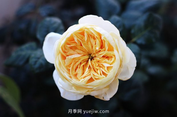 推薦10個花期最長的月季品種，留住月季的時間(圖3)