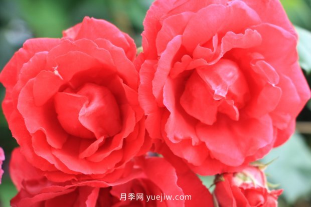 推薦10個花期最長的月季品種，留住月季的時間(圖5)