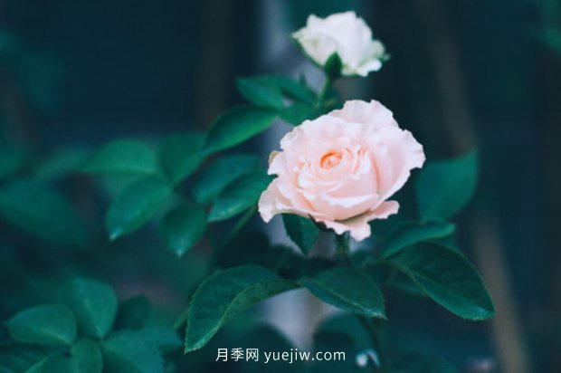 推薦10個花期最長的月季品種，留住月季的時間(圖7)