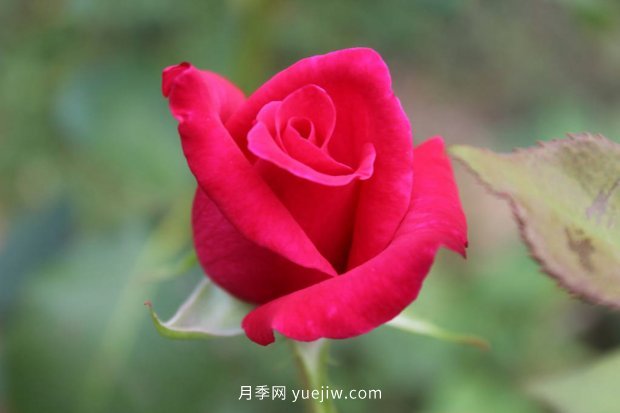 推薦10個花期最長的月季品種，留住月季的時間(圖6)
