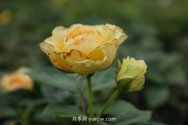 推薦10個花期最長的月季品種，留住月季的時間(圖1)