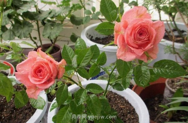 十款花期***長的微型月季品種，適合陽臺(tái)種植(圖9)