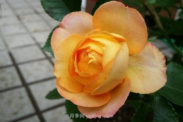 十款花期***長的微型月季品種，適合陽臺(tái)種植(圖7)