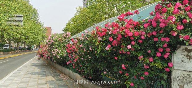 上海打造百條花道，屬于月季的***美賞花季來了(圖6)