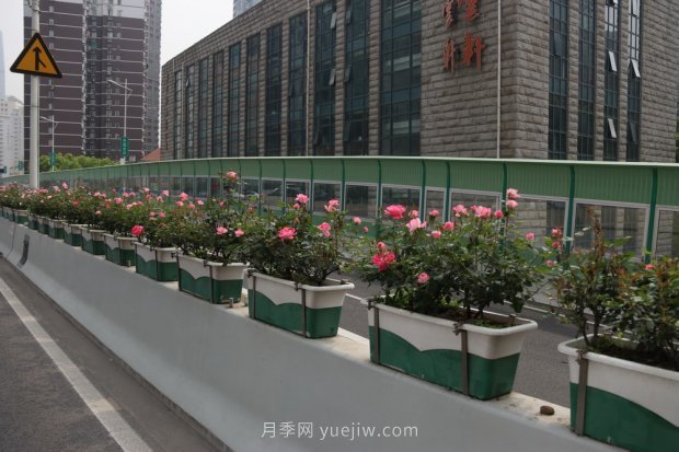 上海打造百條花道，屬于月季的***美賞花季來了(圖5)