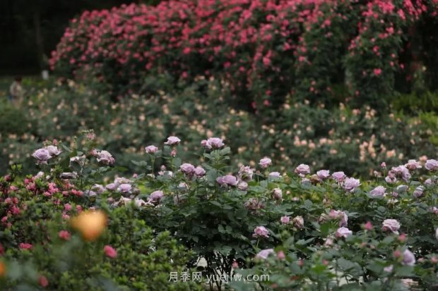 成都植物園也有月季園了，超美盛花期來啦(圖4)
