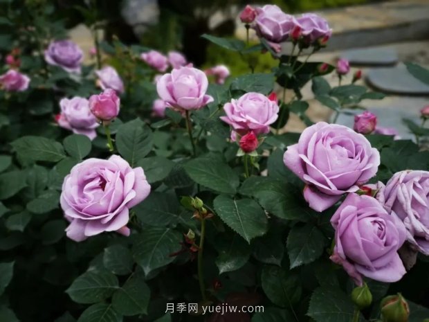 成都植物園也有月季園了，超美盛花期來啦(圖12)