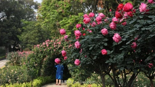 成都植物園也有月季園了，超美盛花期來啦(圖2)