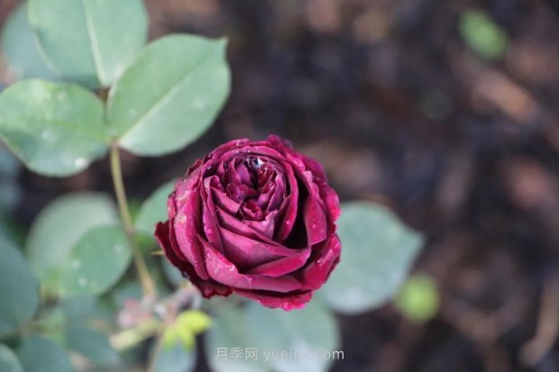 成都植物園也有月季園了，超美盛花期來啦(圖8)