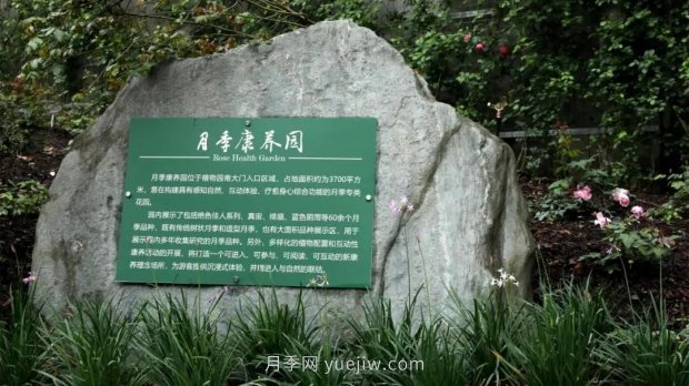 成都植物園也有月季園了，超美盛花期來啦(圖1)