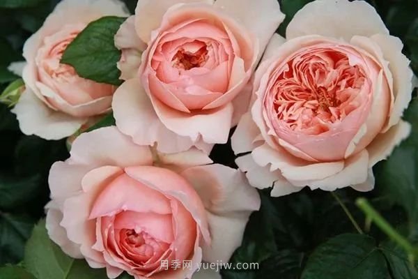 成都植物園也有月季園了，超美盛花期來啦(圖11)