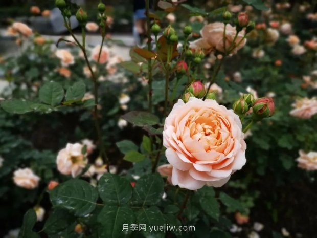 成都植物園也有月季園了，超美盛花期來啦(圖5)
