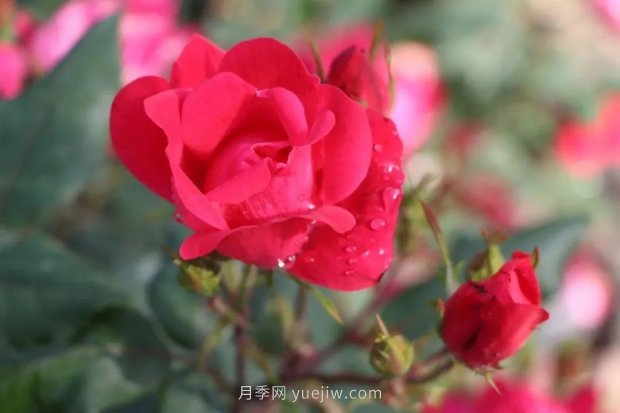 成都植物園也有月季園了，超美盛花期來啦(圖9)